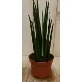Warentuin Collection Vrouwentong Kirkii Sansevieria 30 cm kamerplant Sanseveria