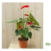Warentuin Collection Flamingoplant Anthurium rood 60 cm kamerplant