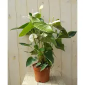 Warentuin Collection Flamingoplant Anthurium wit 60 cm kamerplant