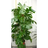 Warentuin Collection Monstera gatenplant kamerplant met mosstok potmaat 21 cm H60-80 cm