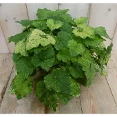Warentuin Collection 2 stuks! Kamerplant Kindje op moeders schoot Tolmiea Viridi