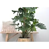 Green bubble Monstera deliciosa XXL - 150cm