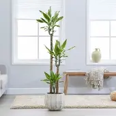 Green bubble Dracaena Golden Coast - 130cm