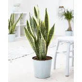Green bubble 2x Sanseveria Laurentie Ø14cm â†‘50cm