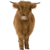VAN IKKE Muursticker Schotse Hooglander