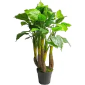 Coppens Anthurium Avanti green 120cm |
