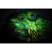 Karo-art Afbeelding op acrylglas - Pauw veren
