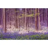 Karo-art Schilderij - Magisch bos, Paars, 2 maten, Premium print