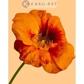 Karo-art Schilderij - Oranje klaproos op gele achtergrond , 3 maten , Wanddecoratie, Premium print