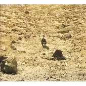 Universal Music Ben Howard - NOONDAY DREAM | CD