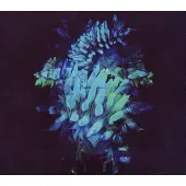 Cd All Glows