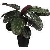 MICA FLOWERS Mica Decorations Calathea Roseopicta Kunstplant - H70xØ40 cm - Groen