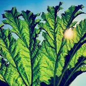 Import GUNNERA