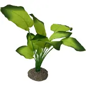 Aqua Della Anubias