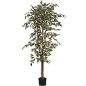 Mica Kunstplant Ficus hawaii, hoogte 180 cm