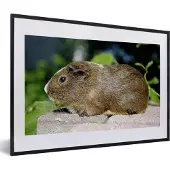 PosterMonkey Fotolijst incl. Poster - Guinee-portret cavia - 60x40 cm - Posterlijst