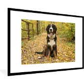 PosterMonkey Fotolijst incl. Poster - Een Berner Sennenhond met mooie herfstbladeren - 120x80 cm - Posterlijst