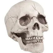 Boland Skelet hoofd Jawbone (naturel)