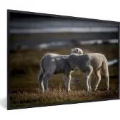 PosterMonkey Fotolijst incl. Poster - Schaap - Lam - Gras - 120x80 cm - Posterlijst