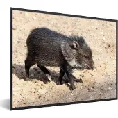 PosterMonkey Fotolijst incl. Poster - Big - Varken - Wild - 50x40 cm - Posterlijst