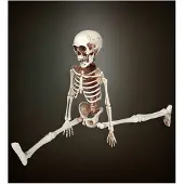 Widmann Mooi nep skelet 50cm voor halloween