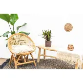 Green bubble Calathea Elgergrass - 35cm