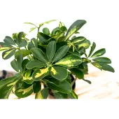 Green bubble Schefflera Gold Capella op stam - 50cm