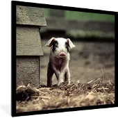 PosterMonkey Fotolijst incl. Poster - Varken - Stal - Baby - 40x40 cm - Posterlijst