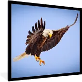 PosterMonkey Fotolijst incl. Poster - Adelaar - Zeearend - Prooi - Jagen - Vogels - 40x40 cm - Posterlijst