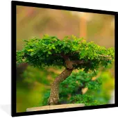 PosterMonkey Fotolijst incl. Poster - Bonsai bomen in een rij - 40x40 cm - Posterlijst