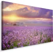 Karo-art Schilderij - Prachtig veld met Lavendel, Paars, Premium Print