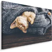 Karo-art Schilderij - Kitten in diepe Slaap, Premium Print, 5 maten