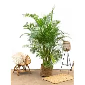 Planteda Goudpalm - Areca Palm Dypsis Lusescens hoogte 250cm potmaat 45cm