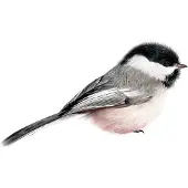 Kek Amsterdam Muursticker Chickadee 13x6 cm