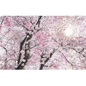 Komar Vliesbehang Digitale print vlies - Bloom - Afmeting 400 x 250 cm (1 stuk)