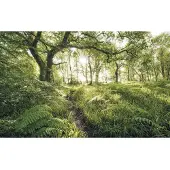 Komar Vliesbehang Digitale print vlies - Mystic Path - Afmeting 400 x 250 cm (1 stuk)