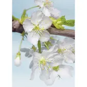 Komar Fotobehang vlies Blossom 184x248 cm