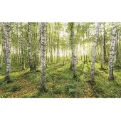 Komar Vliesbehang Digitale print vlies - Birch Trees - Afmeting 400 x 250 cm (1 stuk)