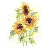 Overig Fotobehang Girasol - Geel - 2,50m X 200cm