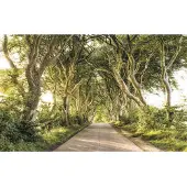 Komar Vliesbehang Digitale print vlies - Golden Hedges - Afmeting 400 x 250 cm (1 stuk)
