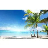 Consalnet Fotobehang Zonnig strand met palm
