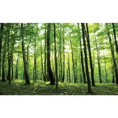 Consalnet Fotobehang GROEN BOS