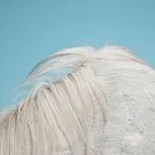 Konkurrent Widowspeak - All Yours (LP)