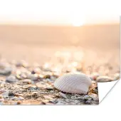 PosterMonkey Poster Schelpen - Wit - Strand - Zomer - 40x30 cm