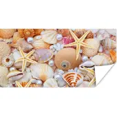 PosterMonkey Poster Schelpen - Parels - Zeesterren - Strand - 40x20 cm