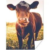 PosterMonkey Poster Koe - Zonsondergang - Bloemen - Gras - Dieren - 60x80 cm