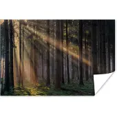 PosterMonkey Poster Bomen - Bos - Zon - Planten - 30x20 cm