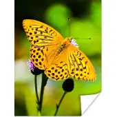 PosterMonkey Poster Vlinder - Tijger - Bloem - 60x80 cm