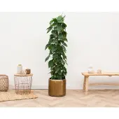 Green bubble Philodendron Scandens - 170cm