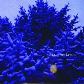 Konkurrent Jason Anderson - The Wreath (CD)